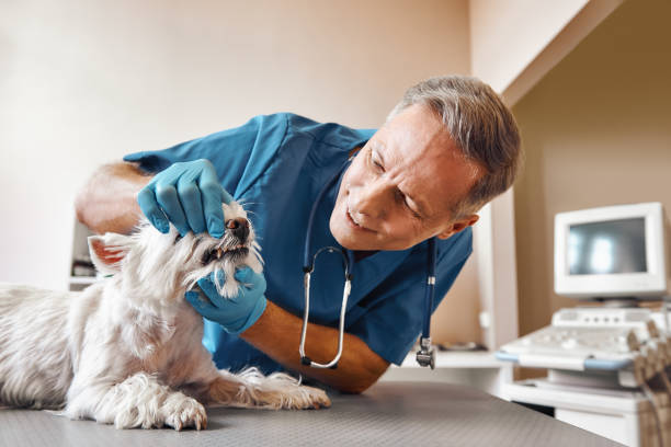 Best Emergency Tooth Extraction in Markle, IN